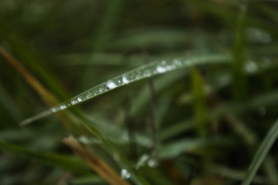 water grass